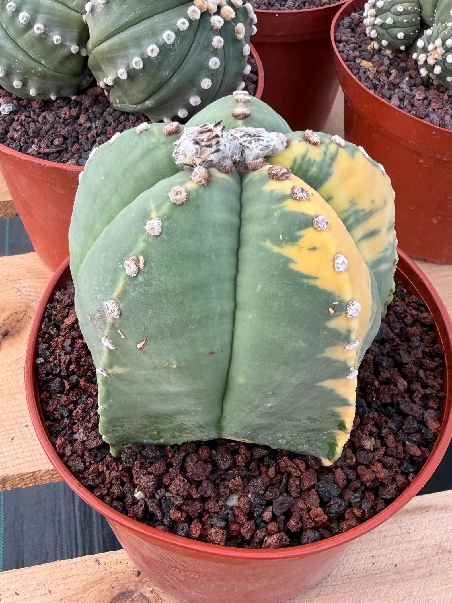 Variegated Astrophytum Myriostigma Seed Grown Live Cactus #750