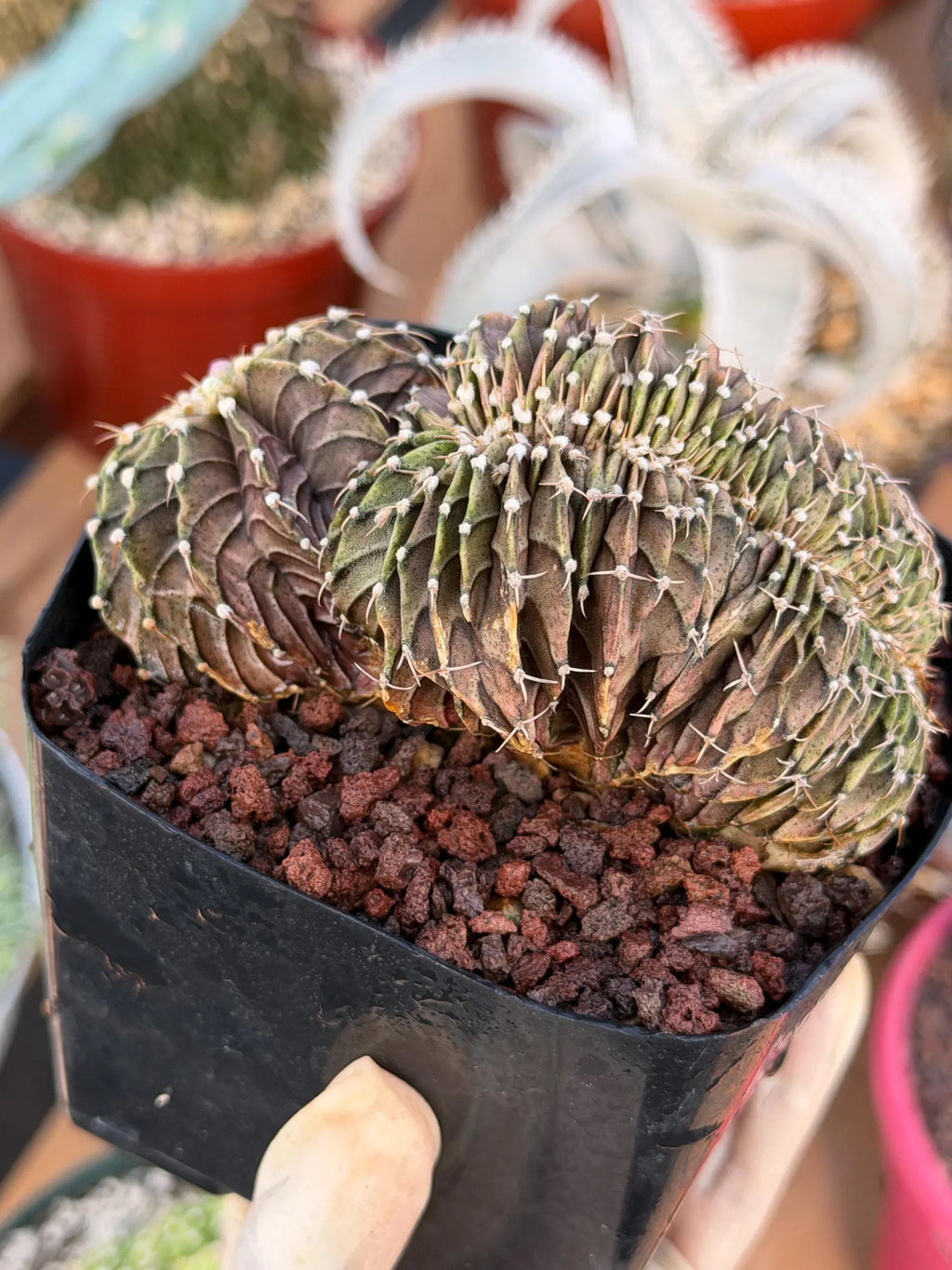Crested Gymnocalycium Mihanovichii LB Hybrid #8 | Rare Live Cactus