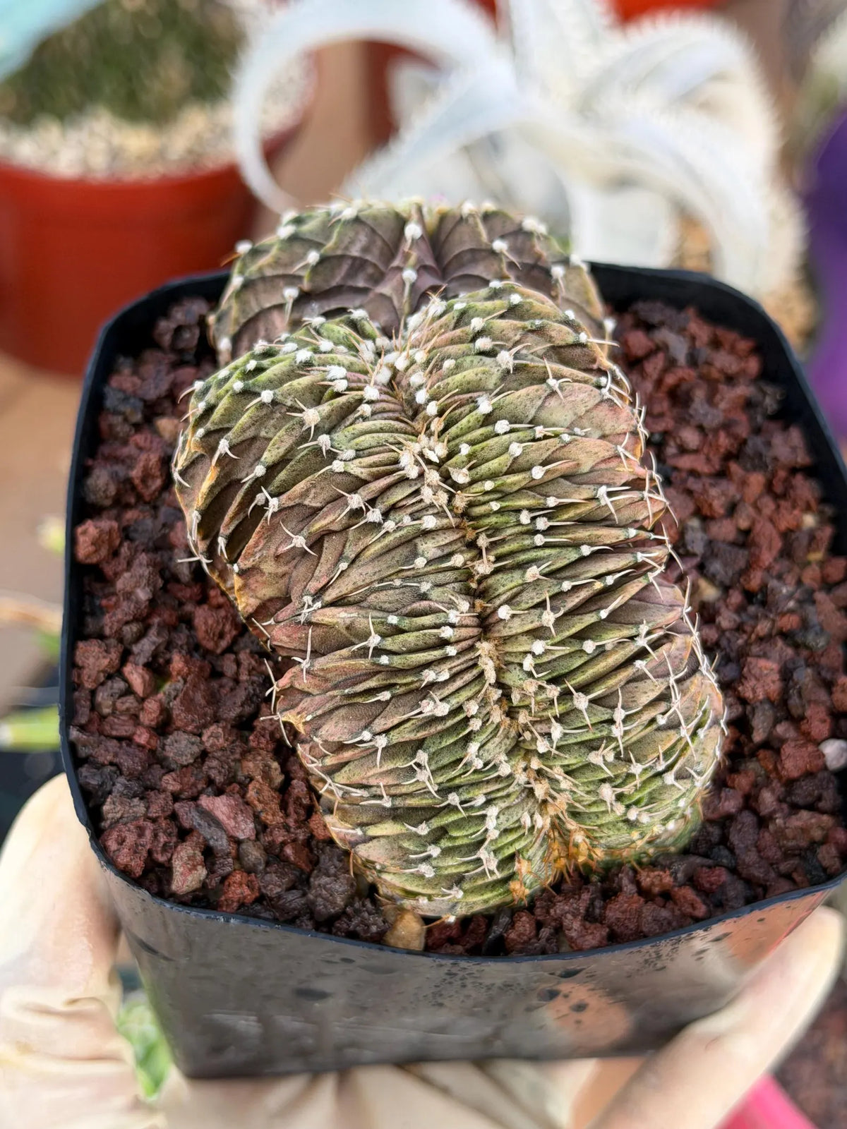 Crested Gymnocalycium Mihanovichii LB Hybrid #8 | Rare Live Cactus