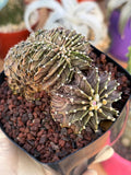 Crested Gymnocalycium Mihanovichii LB Hybrid #8 | Rare Live Cactus