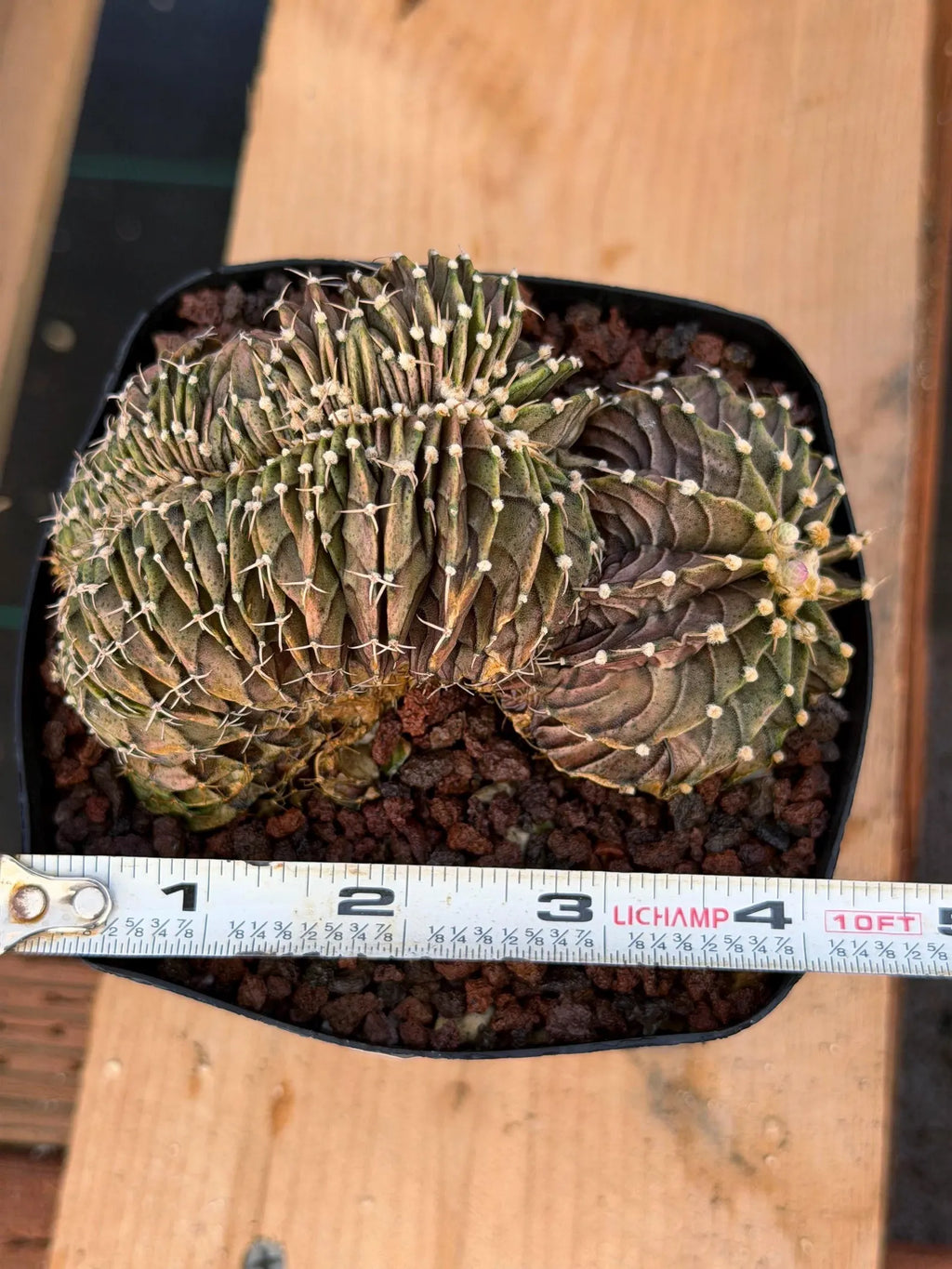 Crested Gymnocalycium Mihanovichii LB Hybrid #8 | Rare Live Cactus