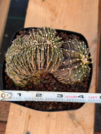 Crested Gymnocalycium Mihanovichii LB Hybrid #8 | Rare Live Cactus