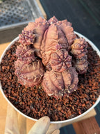 Gymnocalycium Daydream Cluster | Rare Live Cactus #710
