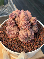 Gymnocalycium Daydream Cluster | Rare Live Cactus #710