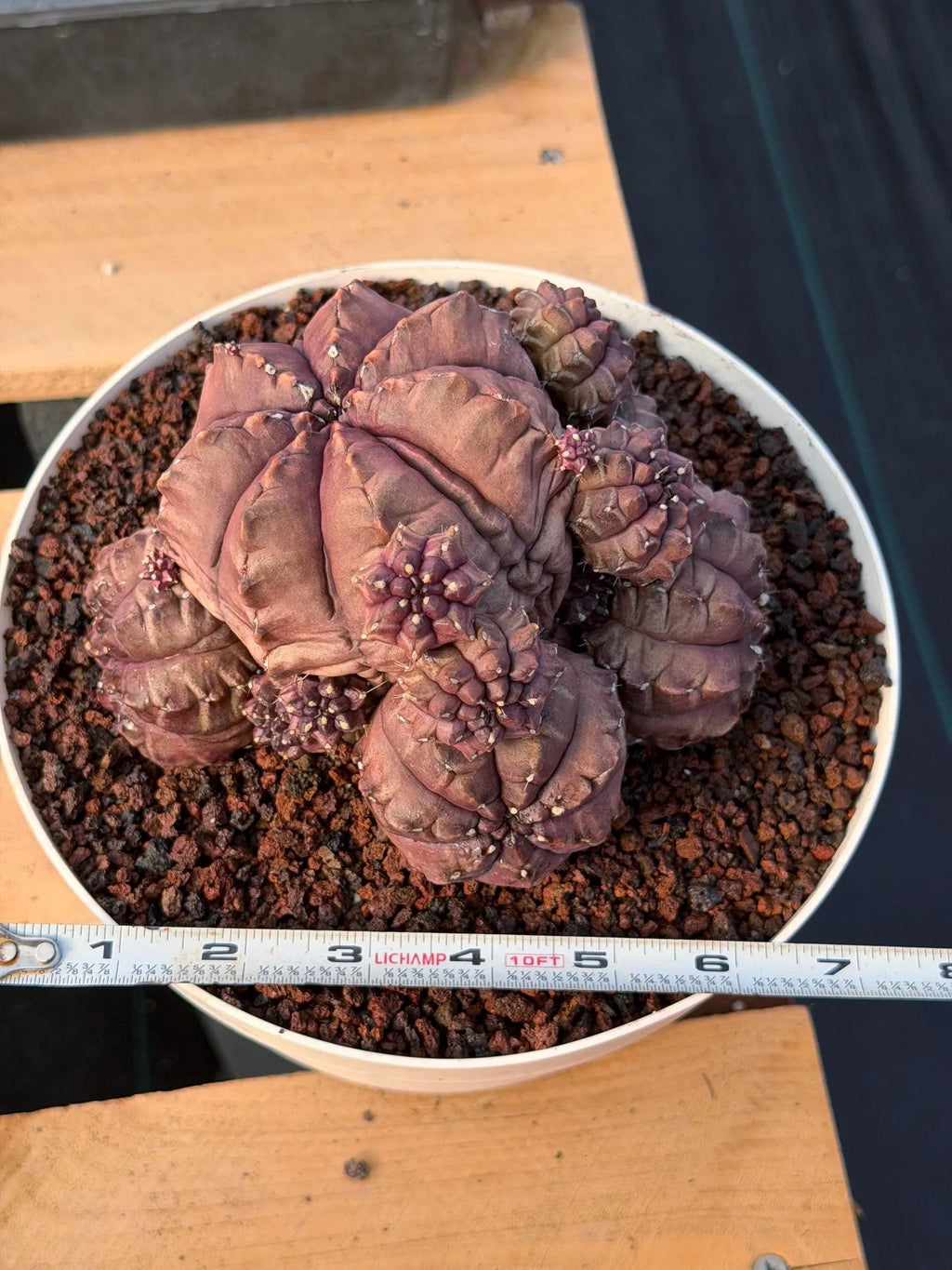 Gymnocalycium Daydream Cluster | Rare Live Cactus #710
