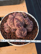 Gymnocalycium Daydream Cluster | Rare Live Cactus #710