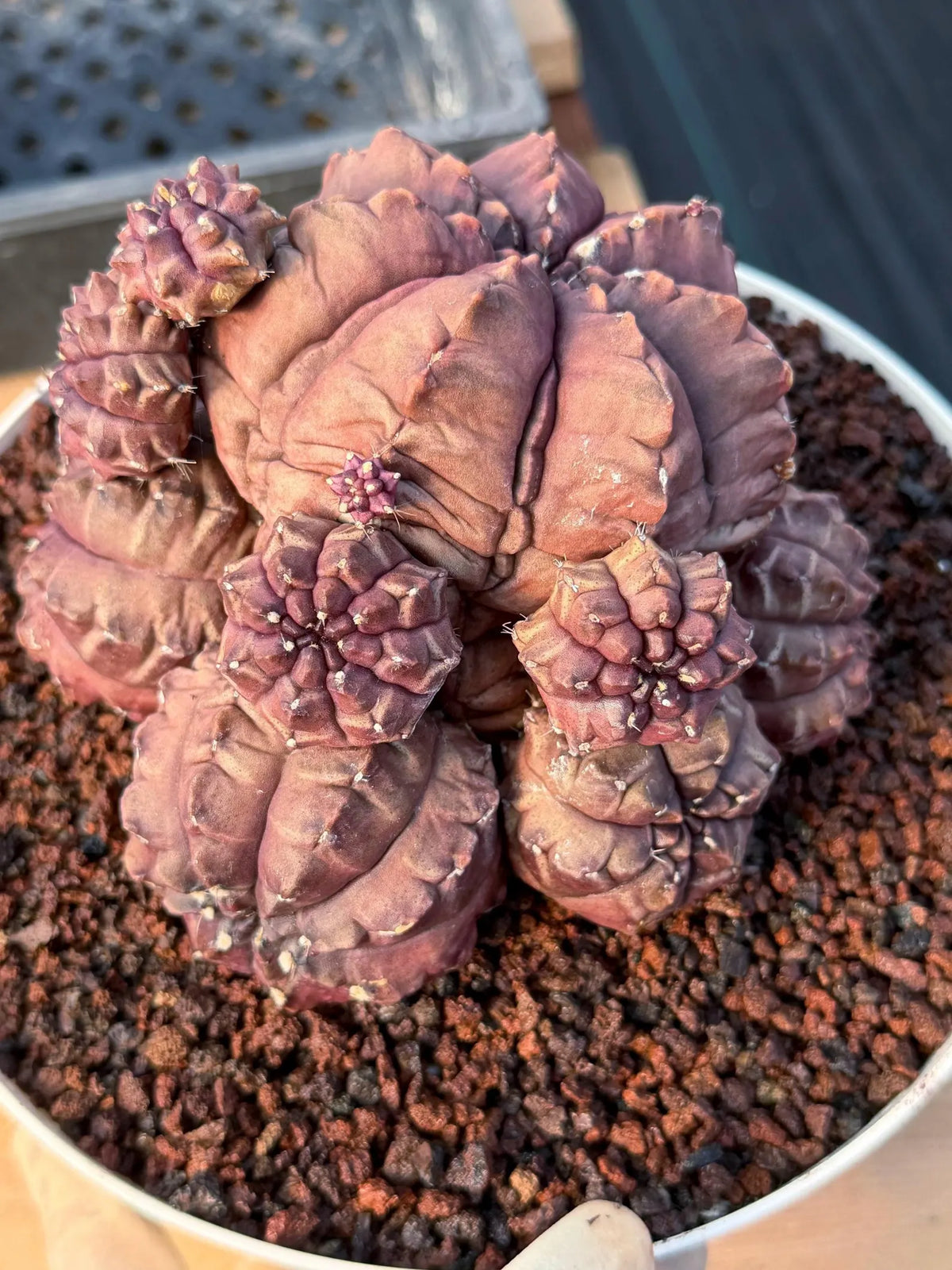 Gymnocalycium Daydream Cluster | Rare Live Cactus #710