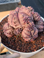 Gymnocalycium Daydream Cluster | Rare Live Cactus #710