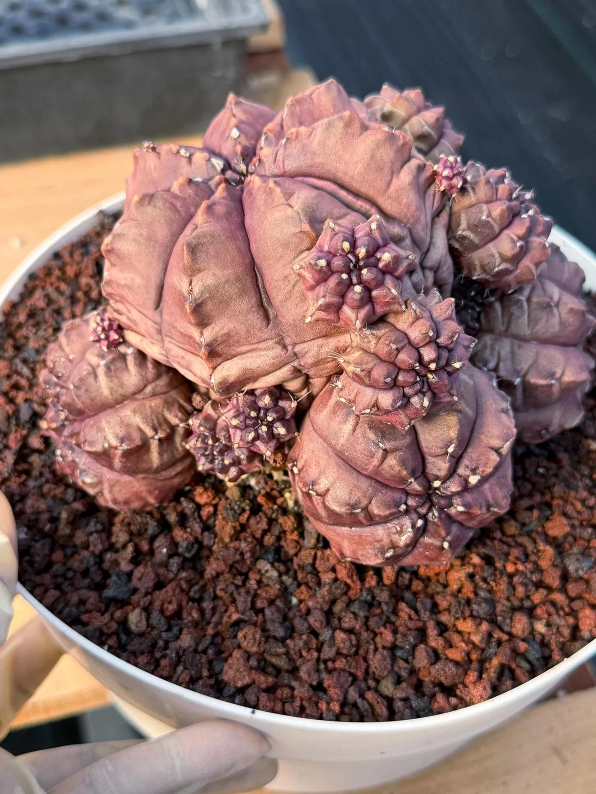 Gymnocalycium Daydream Cluster | Rare Live Cactus #710