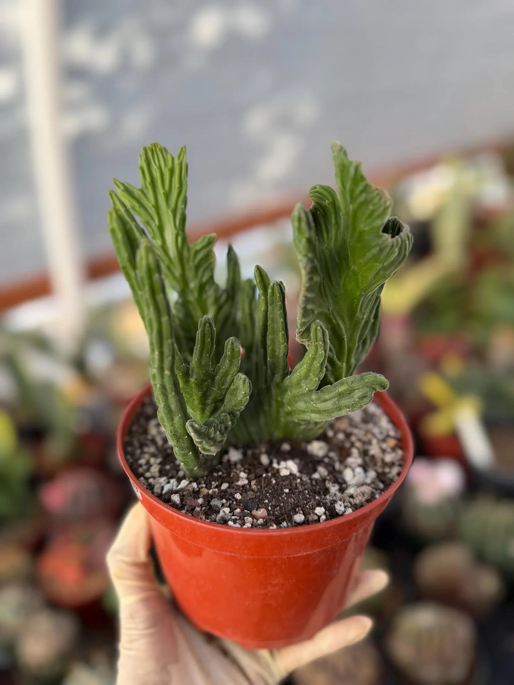 Rare Crested Stapelia Leendertziae Exotic Succulent #199