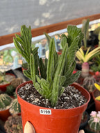 Rare Crested Stapelia Leendertziae Exotic Succulent #199