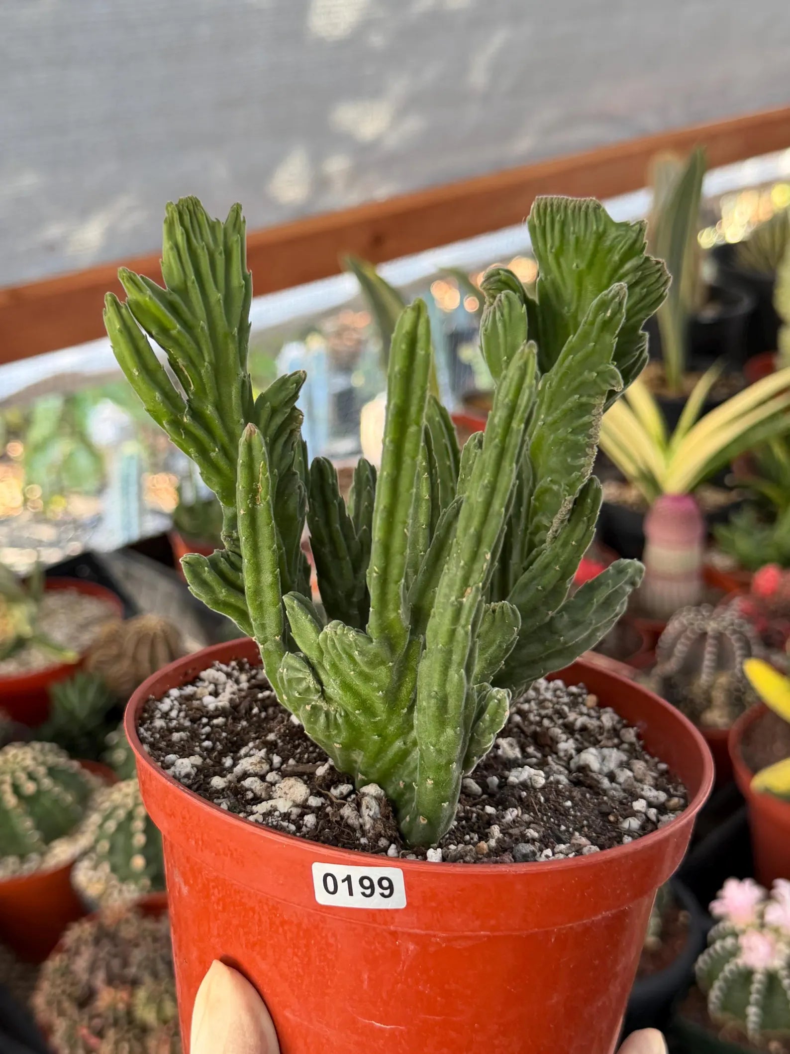 Rare Crested Stapelia Leendertziae Exotic Succulent #199