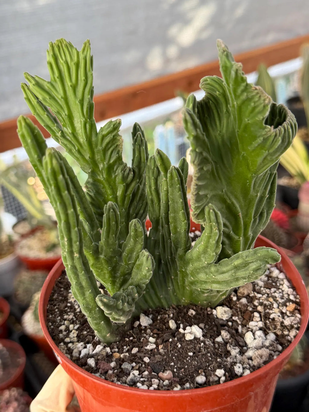 Rare Crested Stapelia Leendertziae Exotic Succulent #199