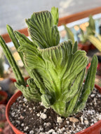 Rare Crested Stapelia Leendertziae Exotic Succulent #199
