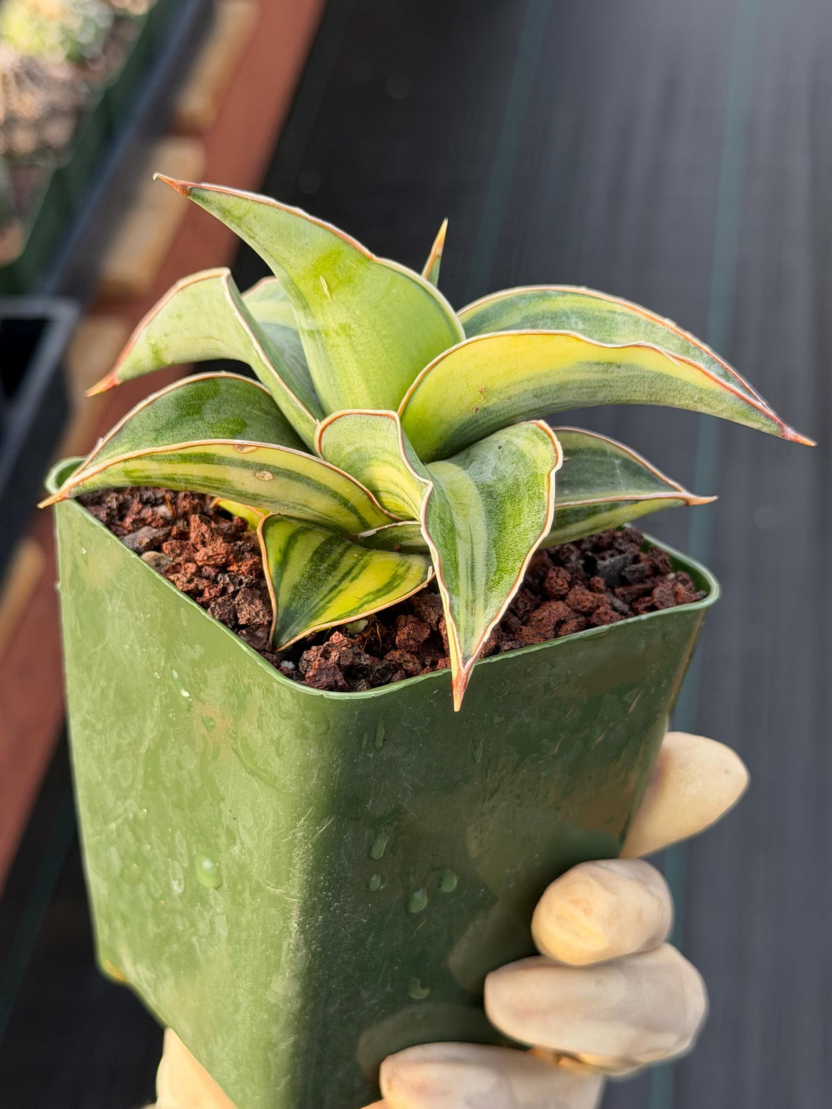 Variegated Sansevieria Blue Kew Live Houseplant #751