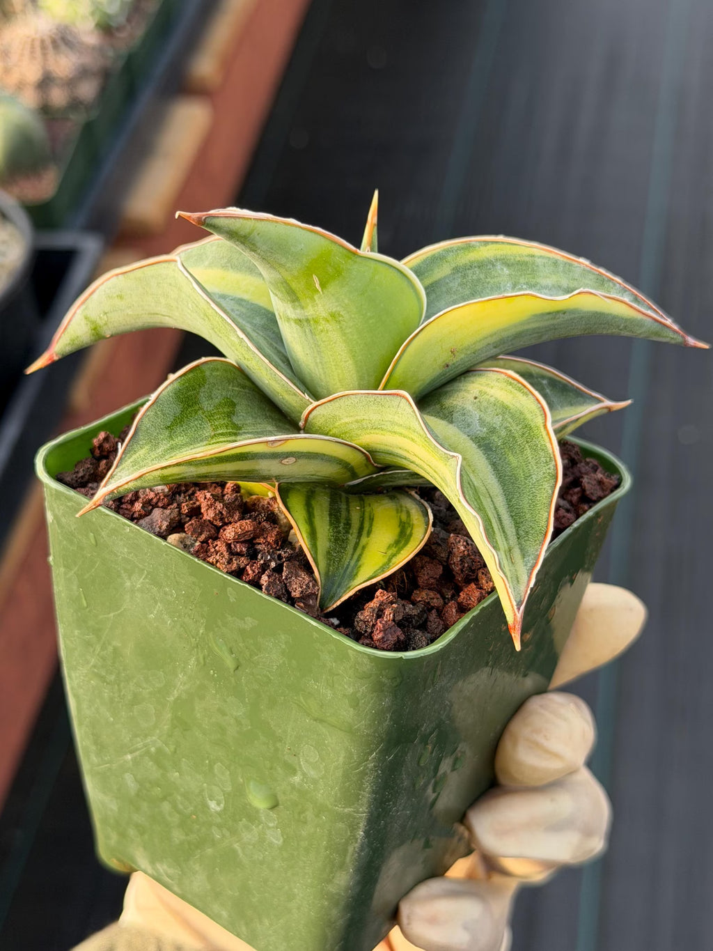 Variegated Sansevieria Blue Kew Live Houseplant #751