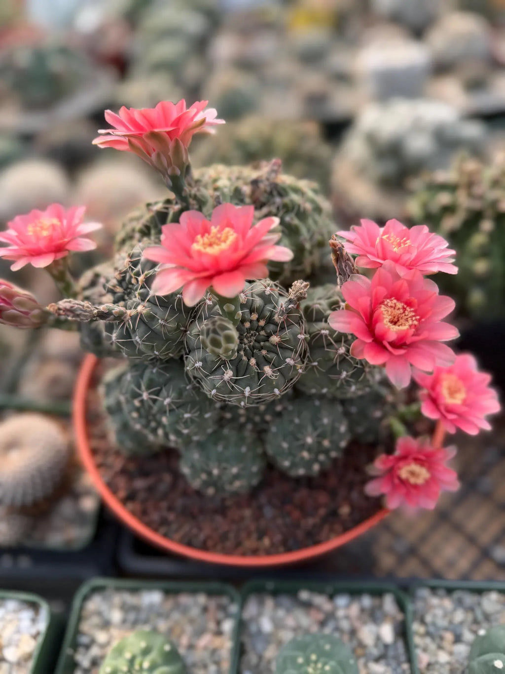 Crested Gymnocalycium Baldianum Cluster | Rare Seed-Grown Cactus