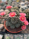 Crested Gymnocalycium Baldianum Cluster | Rare Seed-Grown Cactus