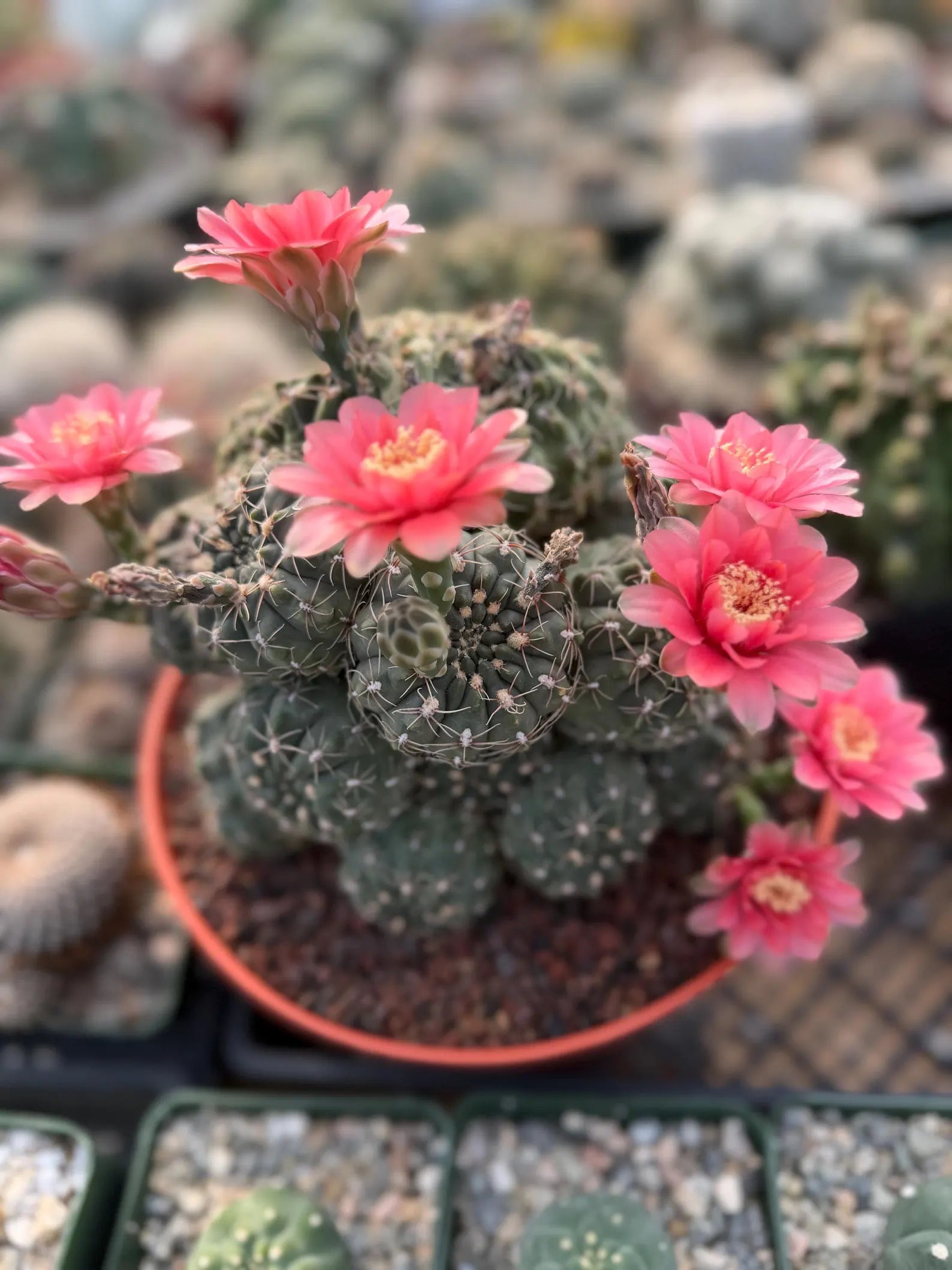 Crested Gymnocalycium Baldianum Cluster | Rare Seed-Grown Cactus