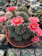 Crested Gymnocalycium Baldianum Cluster | Rare Seed-Grown Cactus