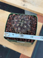 Copiapoa Dura Rare Seed Grown Live Cactus #631