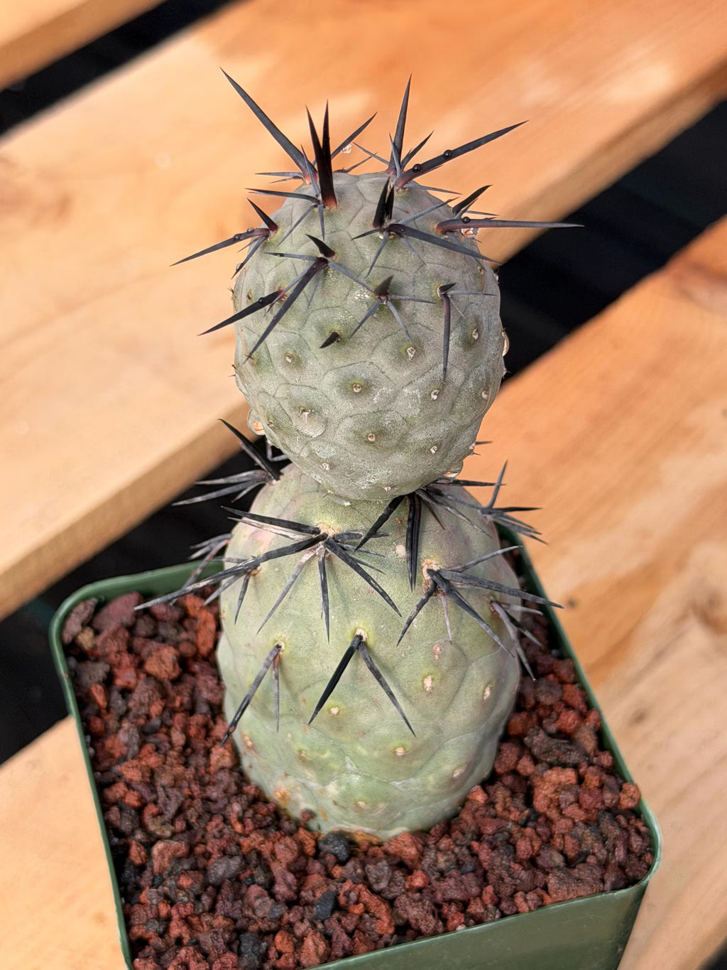 Tephrocactus Geometricus Diablo Black Spine Cactus #713
