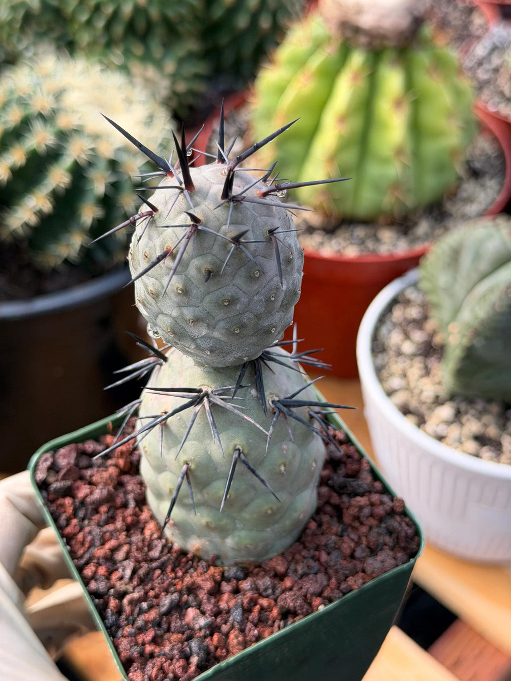Tephrocactus Geometricus Diablo Black Spine Cactus #713