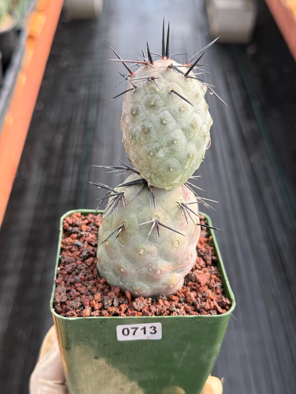 Tephrocactus Geometricus Diablo Black Spine Cactus #713