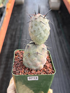 Tephrocactus Geometricus Diablo Black Spine Cactus #713