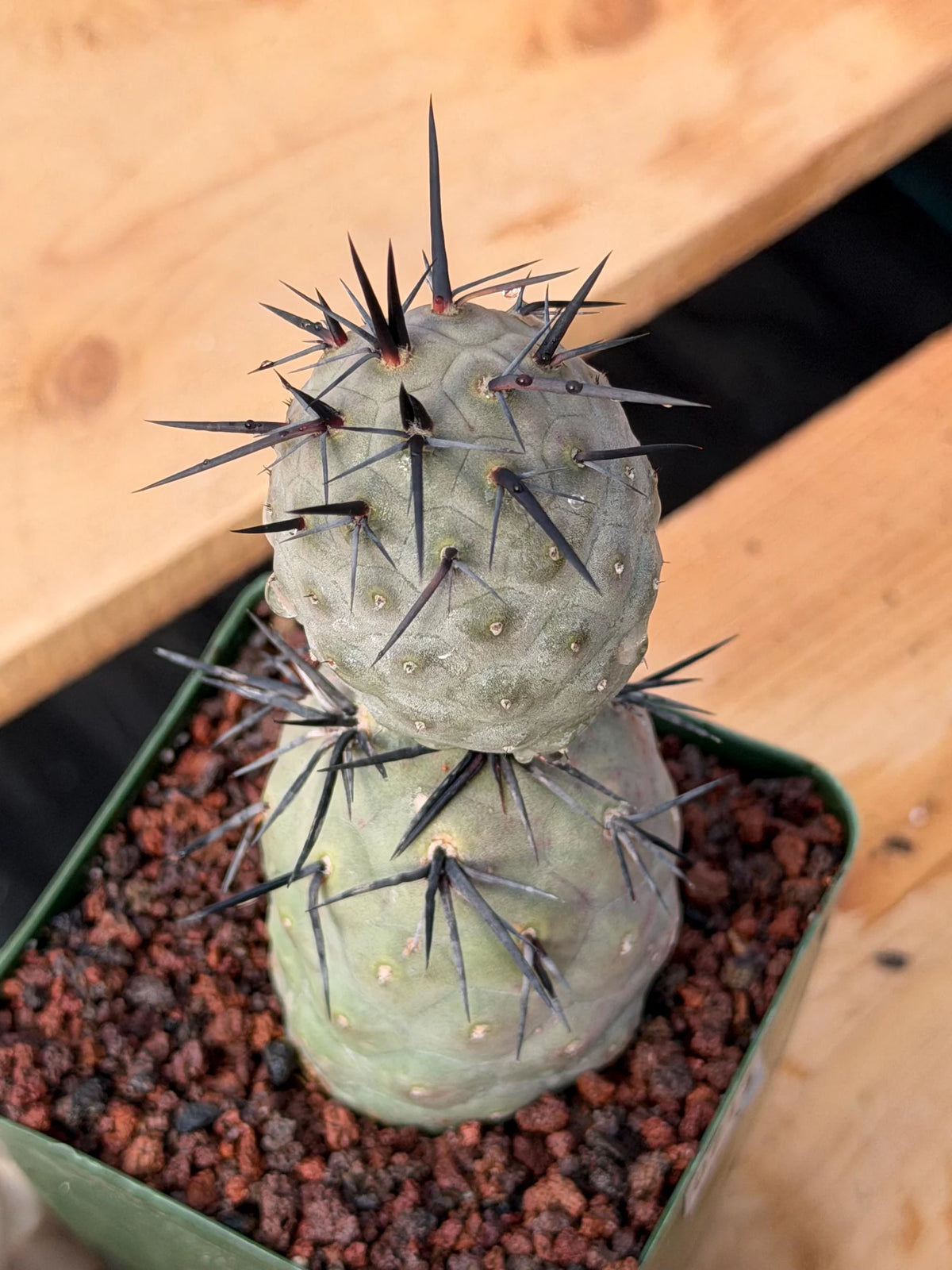Tephrocactus Geometricus Diablo Black Spine Cactus #713