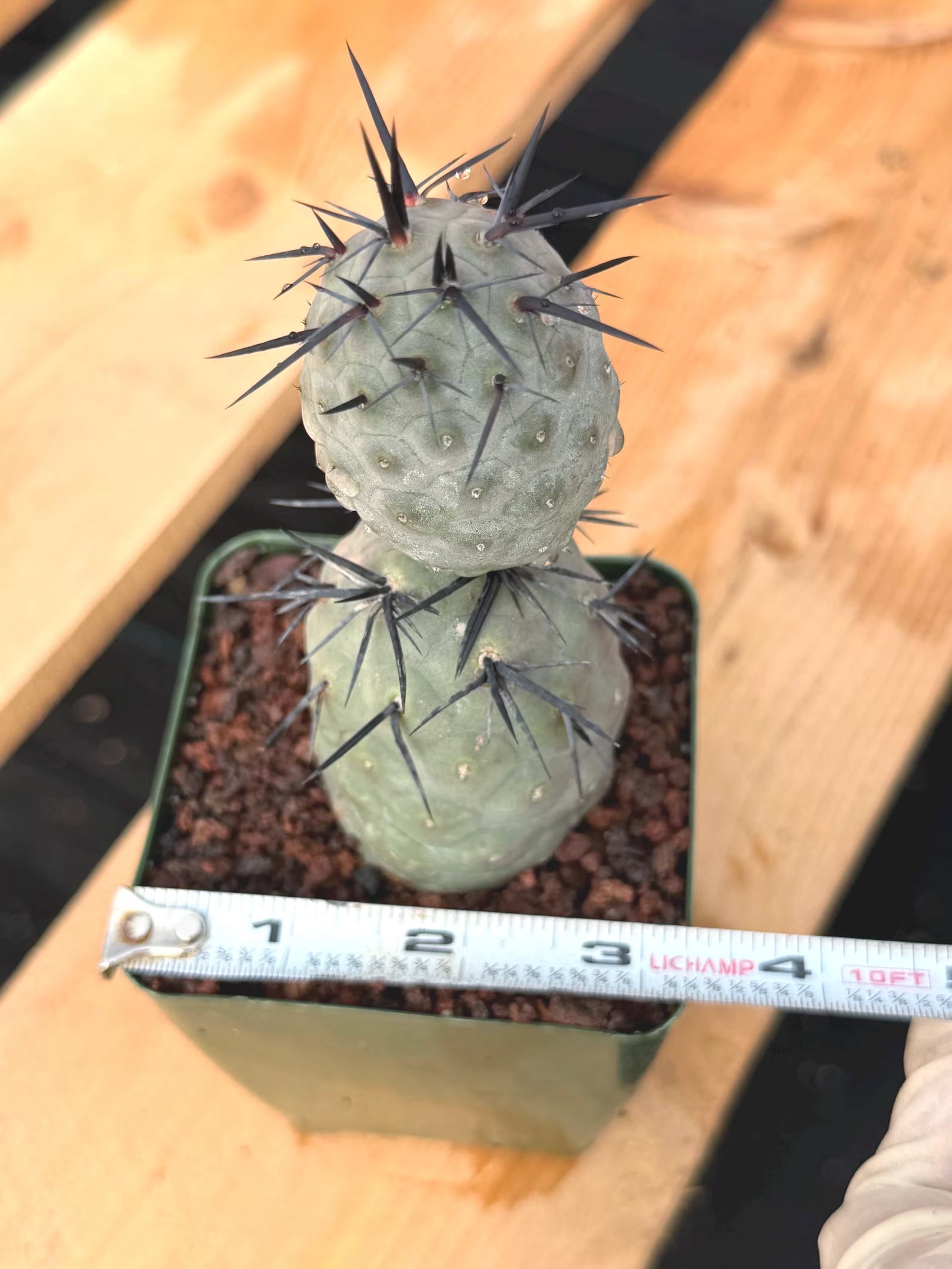Tephrocactus Geometricus Diablo Black Spine Cactus #713