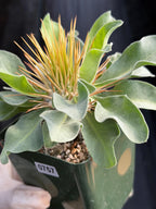Pachypodium Namaquanum Seed Grown Rare Live Succulent #757