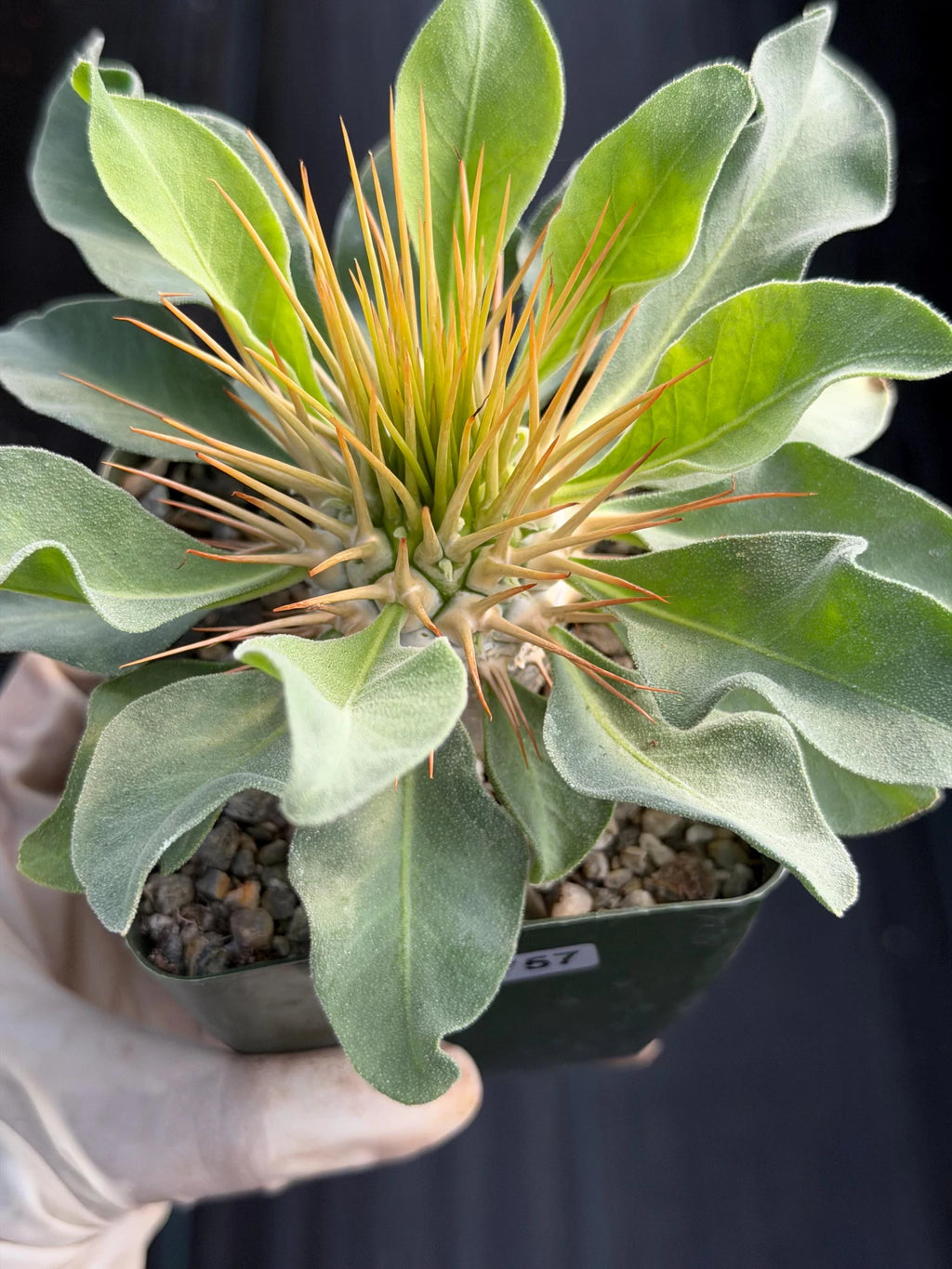 Pachypodium Namaquanum Seed Grown Rare Live Succulent #757