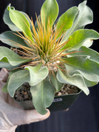 Pachypodium Namaquanum Seed Grown Rare Live Succulent #757