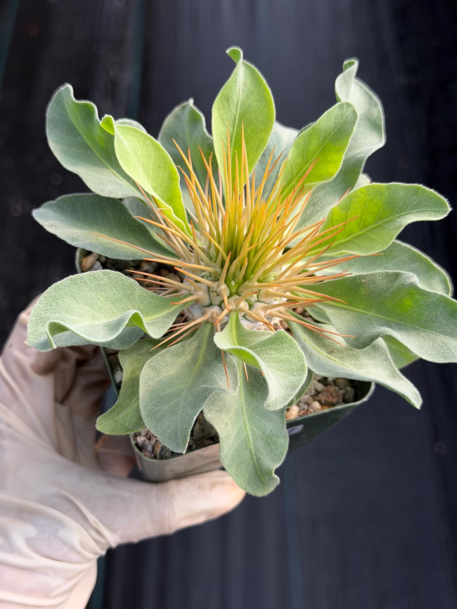 Pachypodium Namaquanum Seed Grown Rare Live Succulent #757