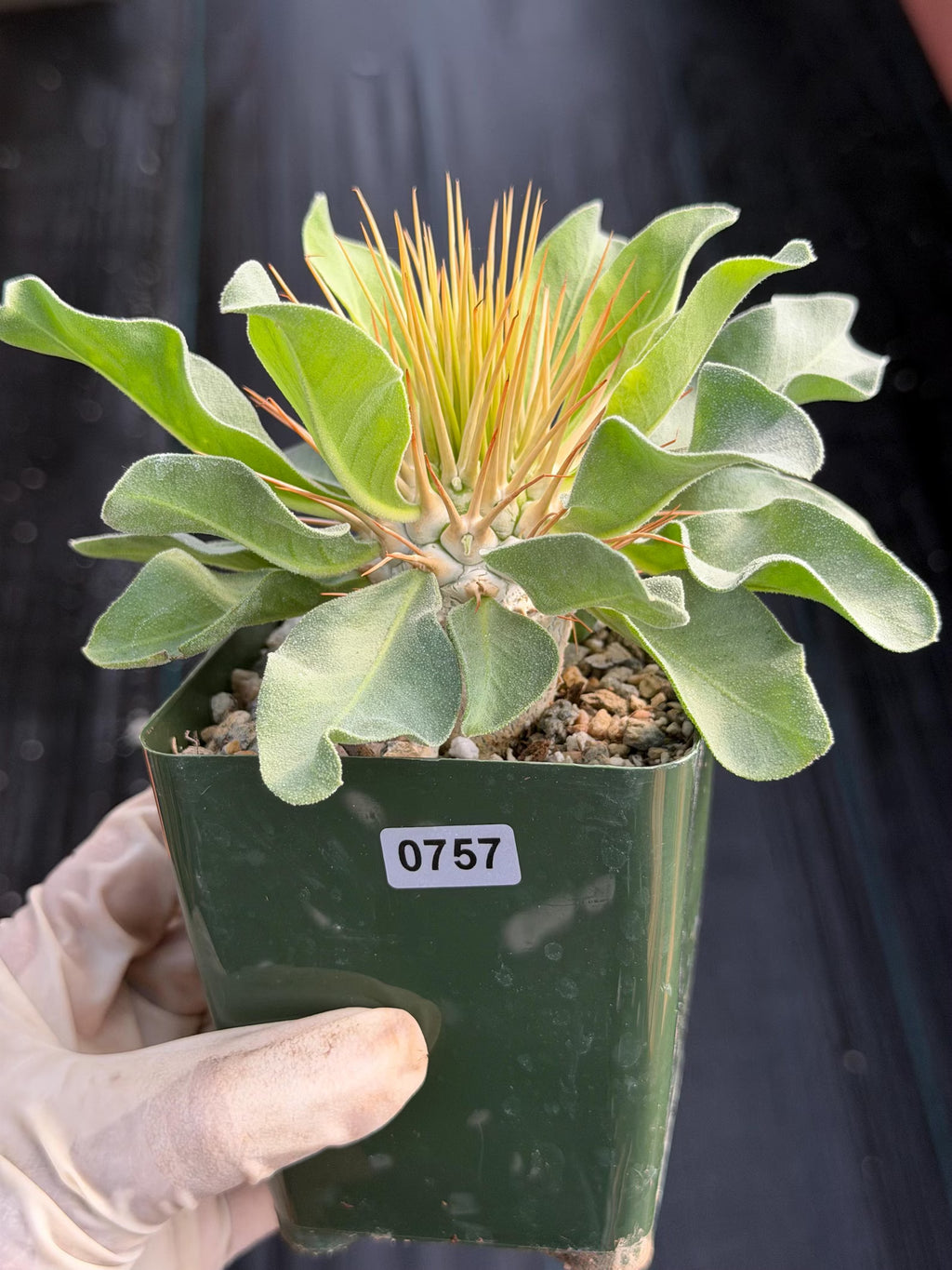 Pachypodium Namaquanum Seed Grown Rare Live Succulent #757