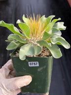 Pachypodium Namaquanum Seed Grown Rare Live Succulent #757