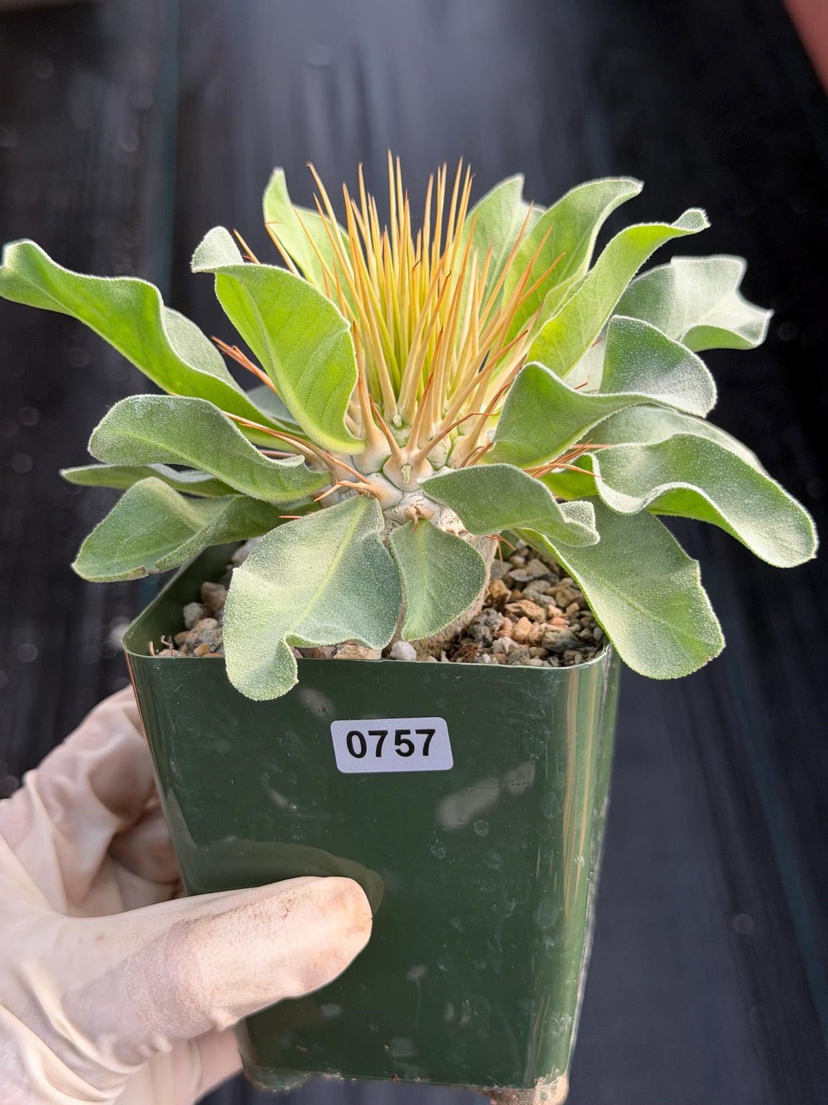 Pachypodium Namaquanum Seed Grown Rare Live Succulent #757