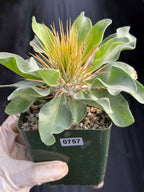 Pachypodium Namaquanum Seed Grown Rare Live Succulent #757