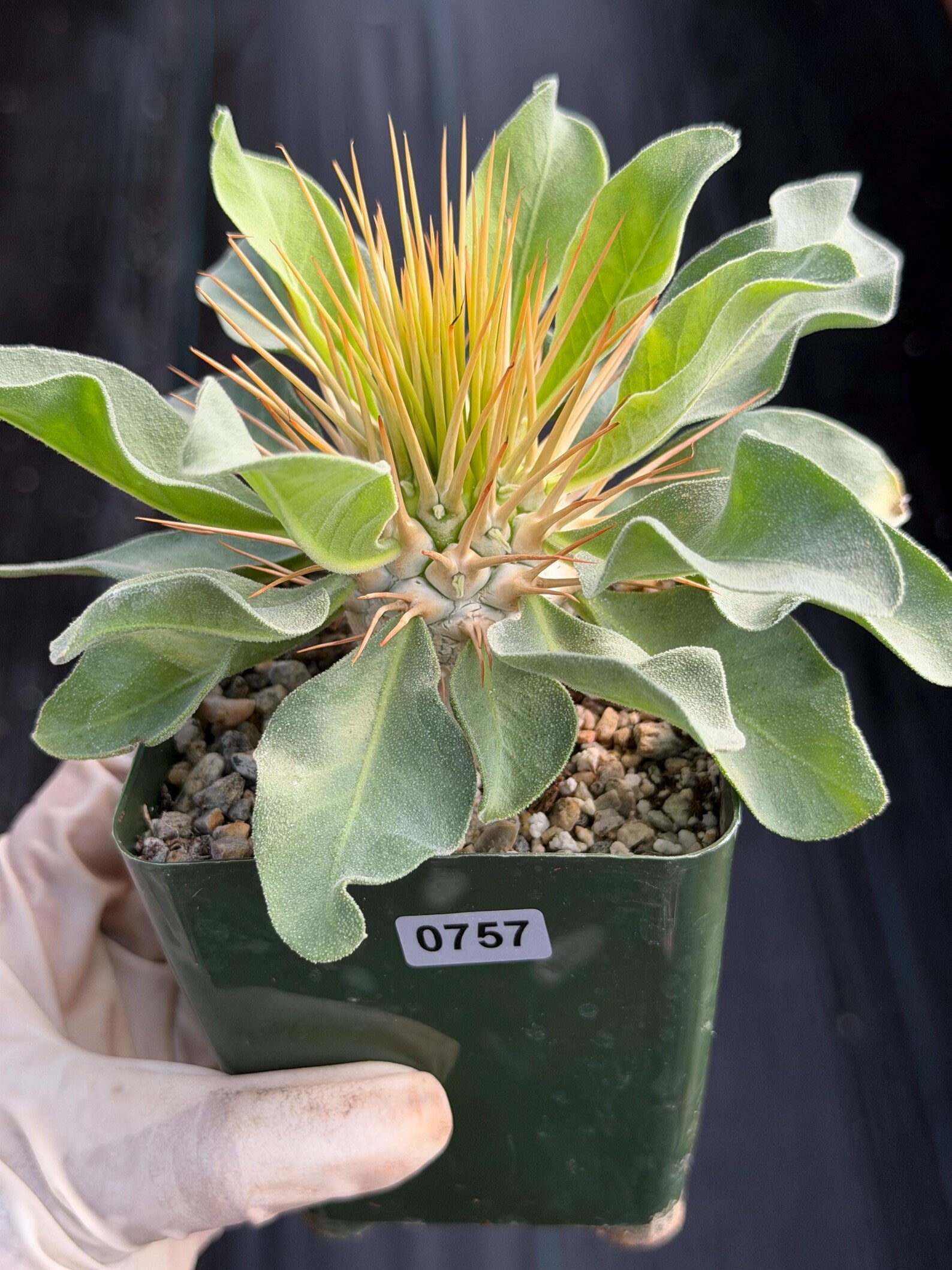 Pachypodium Namaquanum Seed Grown Rare Live Succulent #757