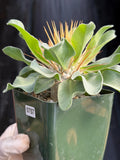Pachypodium Namaquanum Seed Grown Rare Live Succulent #757