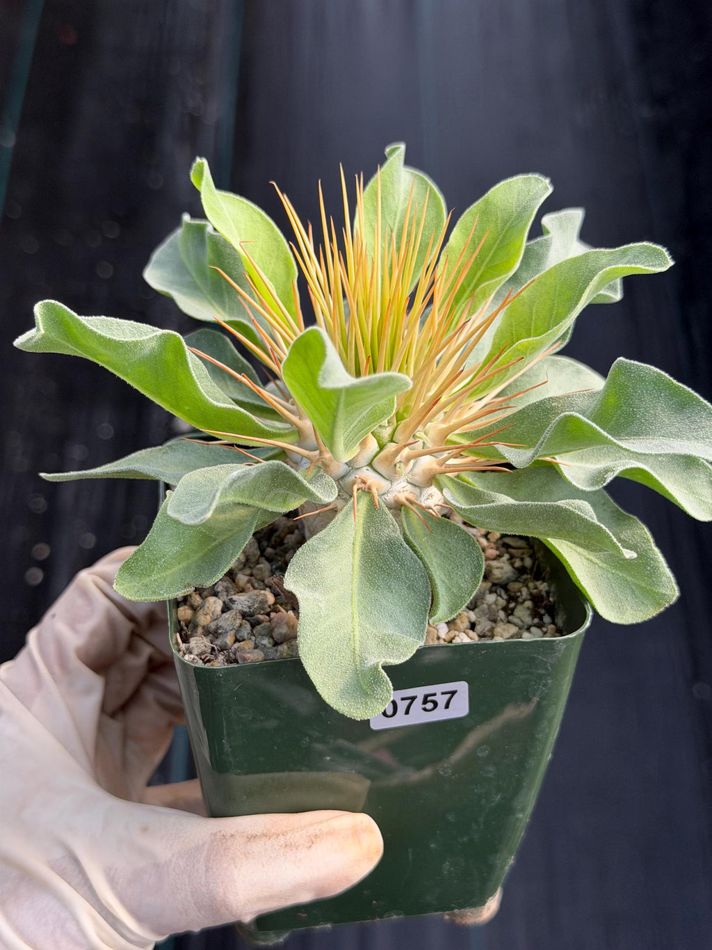 Pachypodium Namaquanum Seed Grown Rare Live Succulent #757