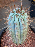 Browningia Hertlingiana | Rare Blue Cactus | 11" Specimen