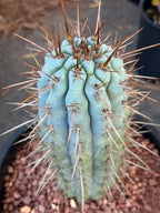 Browningia Hertlingiana | Rare Blue Cactus | 11" Specimen