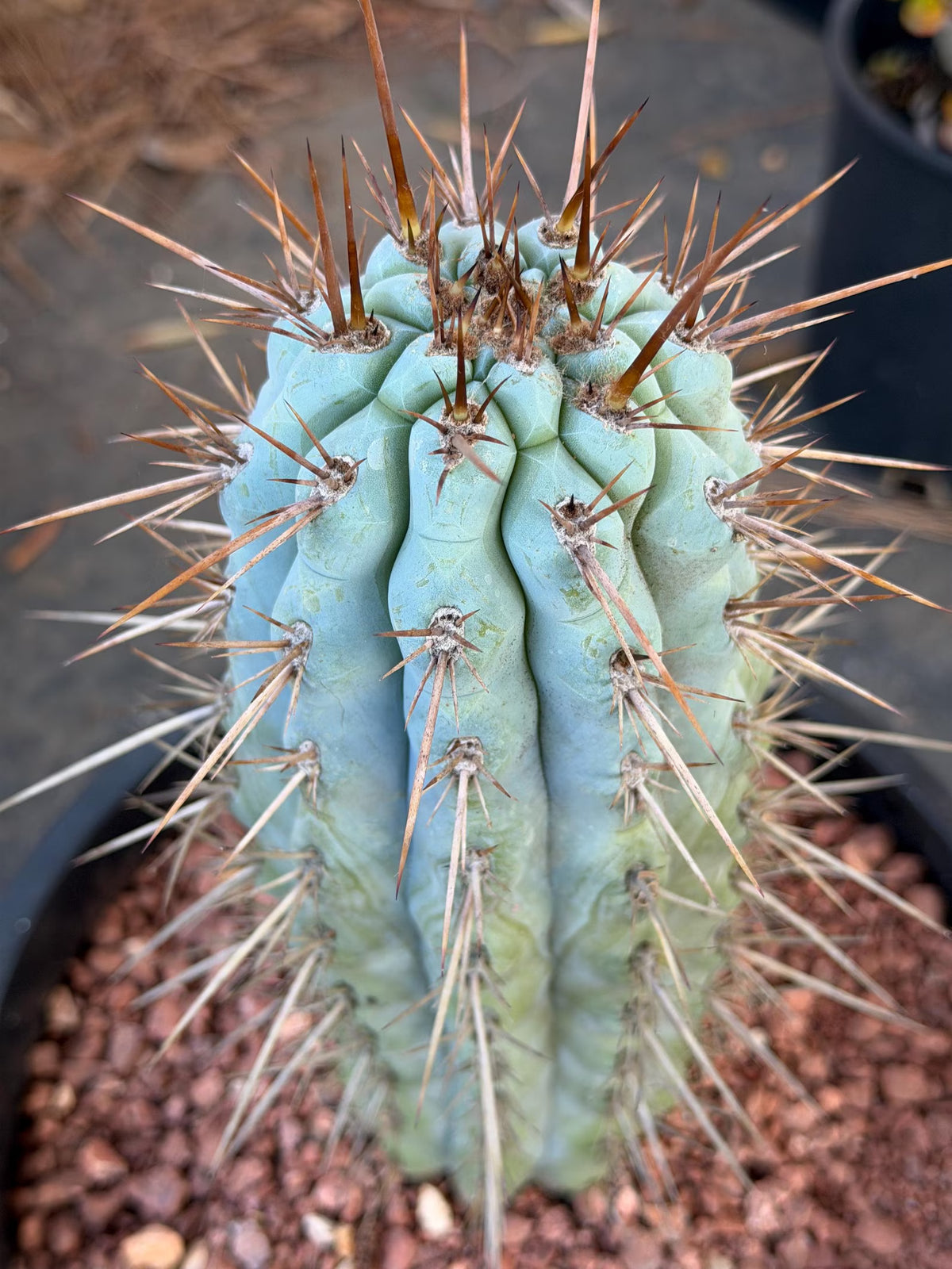 Browningia Hertlingiana | Rare Blue Cactus | 11" Specimen