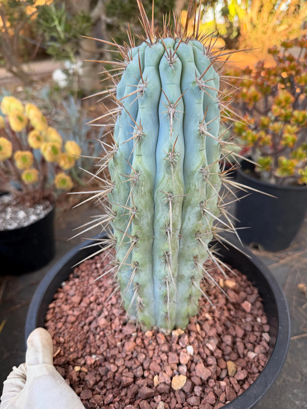 Browningia Hertlingiana | Rare Blue Cactus | 11" Specimen