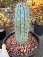 Browningia Hertlingiana | Rare Blue Cactus | 11" Specimen