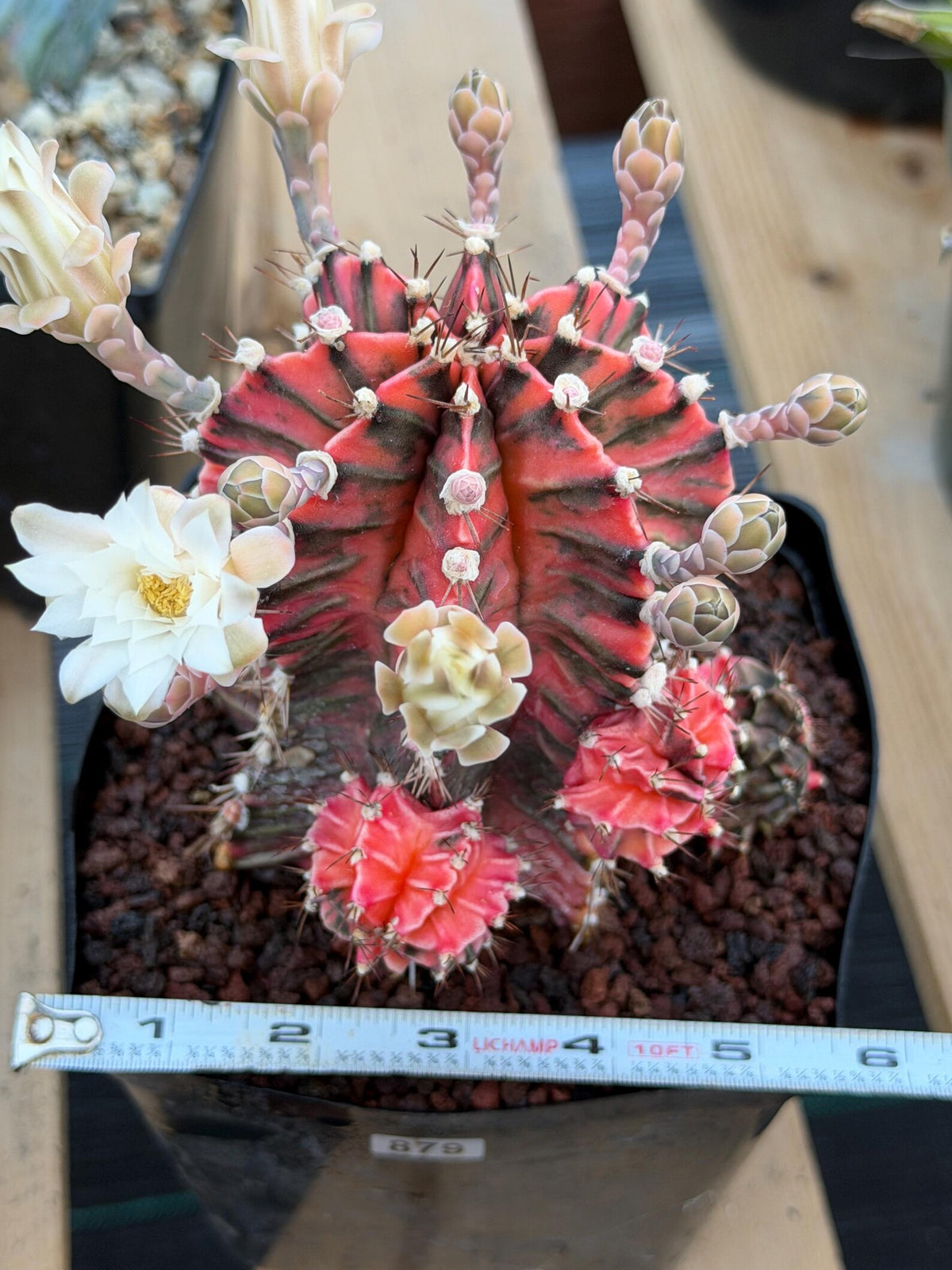 Variegated Gymnocalycium Mihanovichii Fukuryu with Pups #879