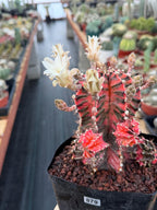 Variegated Gymnocalycium Mihanovichii Fukuryu with Pups #879