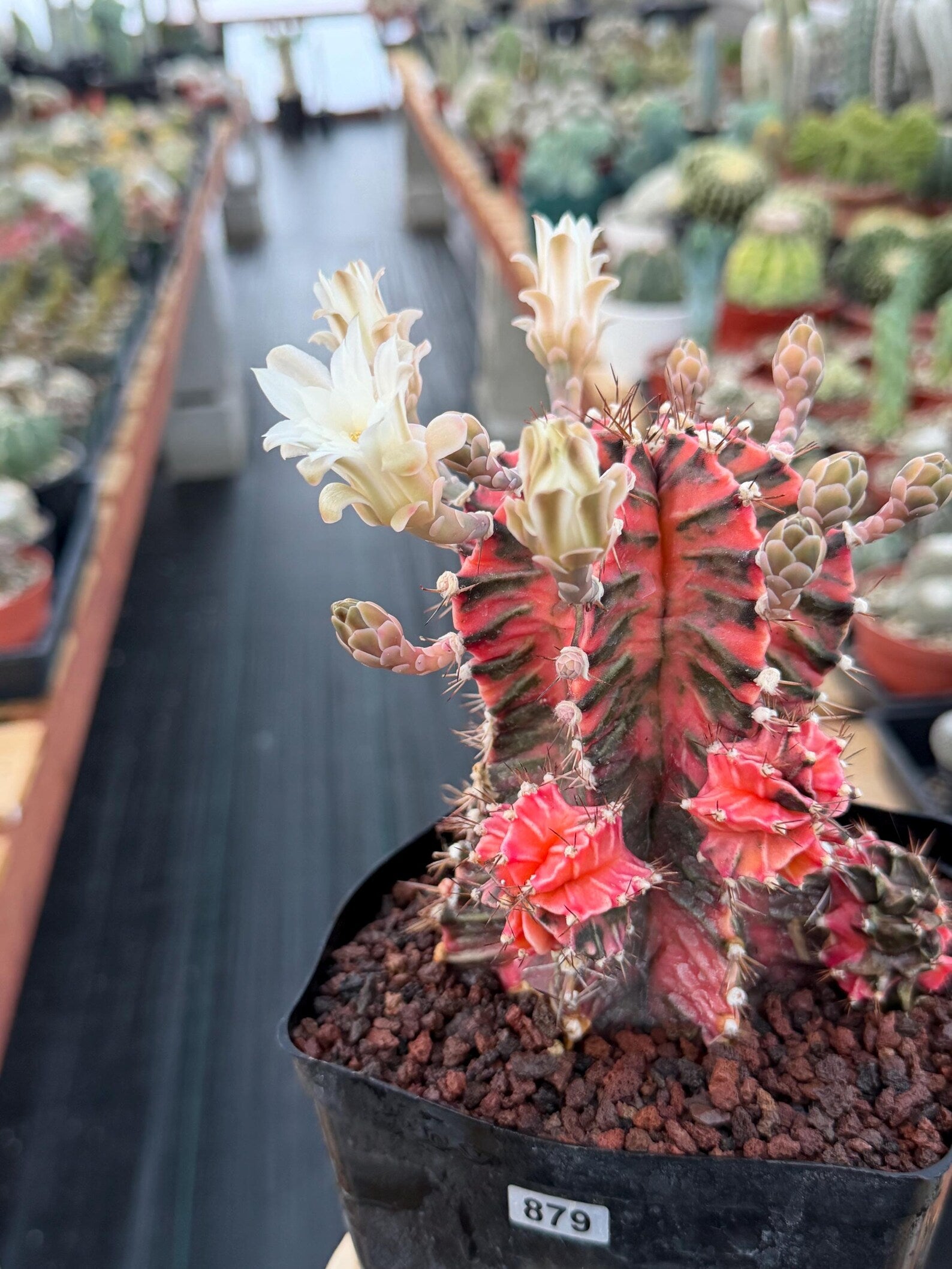 Variegated Gymnocalycium Mihanovichii Fukuryu with Pups #879
